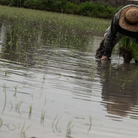 水田で手作業の田植えに勤しむ男性の写真