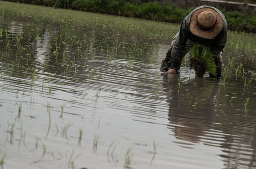 水田で手作業の田植えに勤しむ男性