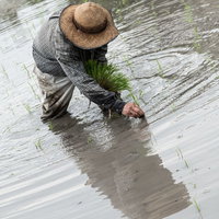 水田に映る田植え姿の農家男性の写真