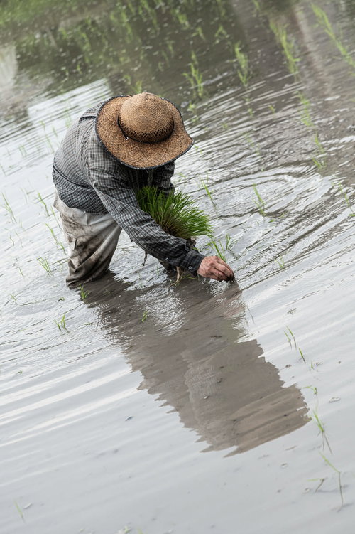 水田に映る田植え姿の農家男性