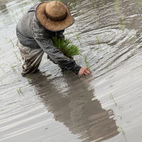水田で膝をついて田植えをする男性の姿と波紋の写真