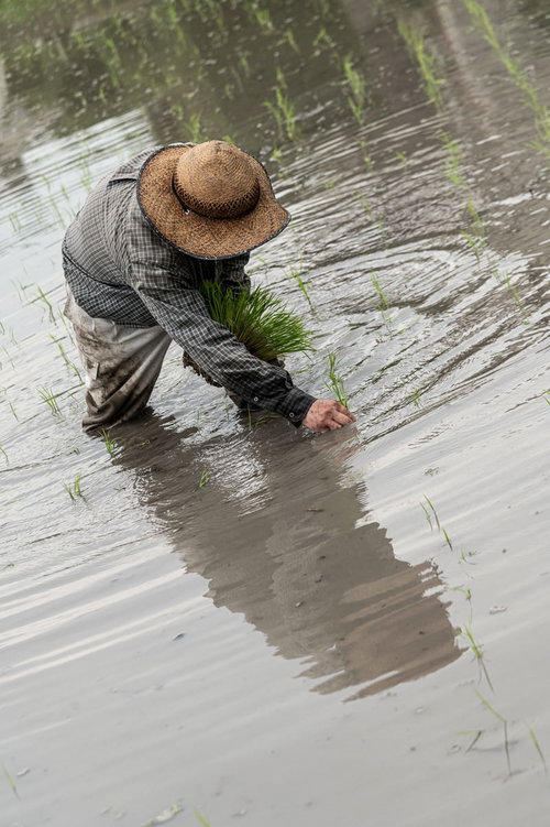 水田で膝をついて田植えをする男性の姿と波紋