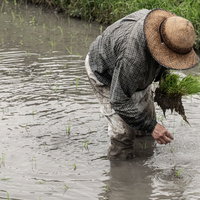 麦わら帽子をかぶり手作業で田植えを進める男性の写真