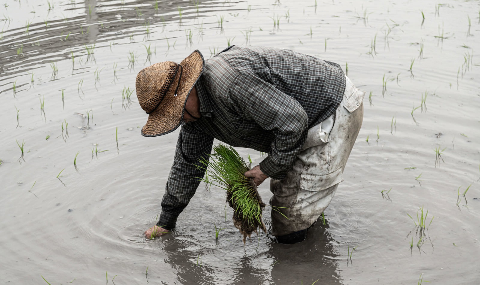 水田で中腰になって田植えをする帽子をかぶった男性農家