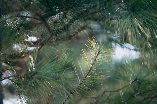 福島県天神岬の防風林に育つ松の新緑と黄緑色の新芽