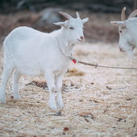 福島県天神岬スポーツ公園の白いヤギ二頭が放牧される風景の写真