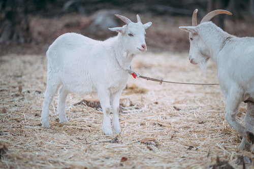福島県天神岬スポーツ公園の白いヤギ二頭が放牧される風景