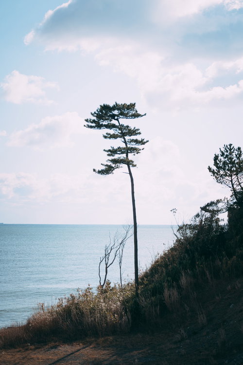姥嶽蛇王神社前の防災緑地に立つ松の風景