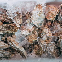 福島県いわき市小名浜港で水揚げされた殻付きの岩牡蠣の写真