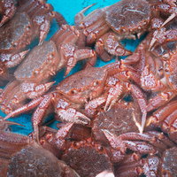 小名浜港の市場に並ぶ新鮮な毛ガニの群れの写真