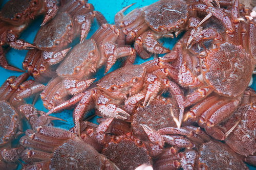 小名浜港の市場に並ぶ新鮮な毛ガニの群れ