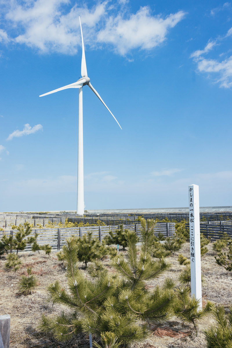 砂地に植えられた松の苗木と背後に立つ大型風力発電機