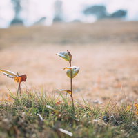 天神岬公園で撮影した秋の枯れ草と新芽が混在する草地風景の写真