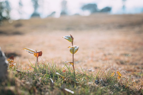天神岬公園で撮影した秋の枯れ草と新芽が混在する草地風景