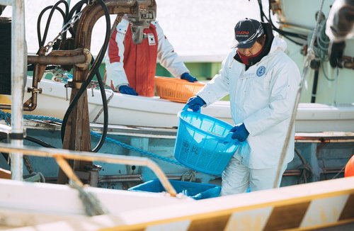 請戸漁港で水揚げを行う漁師の作業風景と漁船での魚の整理作業