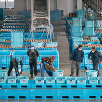 請戸漁港で行われる鮮魚の競り・水揚げ漁業の風景の写真