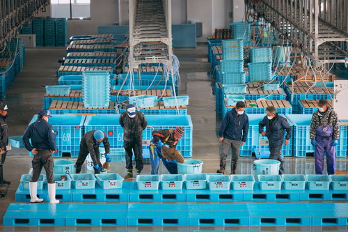請戸漁港で行われる鮮魚の競り・水揚げ漁業の風景