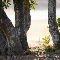 天神岬の公園に生える新芽と木々、白い苔が付着した樹皮の写真
