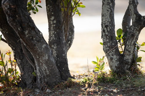 天神岬の公園に生える新芽と木々、白い苔が付着した樹皮