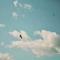 トンビが舞う小名浜港の青い空と野鳥の飛翔の写真