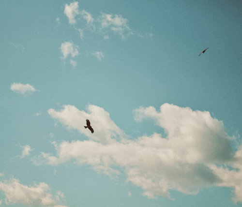 トンビが舞う小名浜港の青い空と野鳥の飛翔