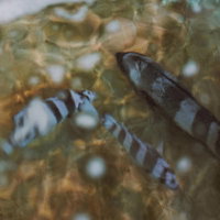 小名浜港の水槽で泳ぐ縞模様の魚と海の生き物たちの写真