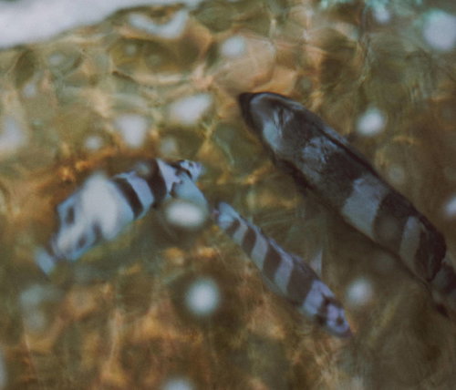 小名浜港の水槽で泳ぐ縞模様の魚と海の生き物たち