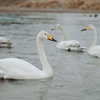 請戸川の浅瀬に集まる白鳥たち 福島県浪江町の冬の野鳥の写真