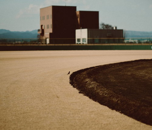 みちのく鹿島球場のグランドに降り立つ小鳥