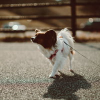 北泉海岸でお散歩中のパピヨン、赤いリードで砂浜を歩くの写真