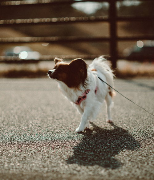 北泉海岸でお散歩中のパピヨン、赤いリードで砂浜を歩く