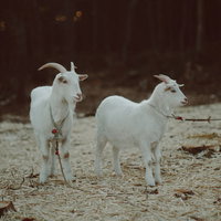 天神岬公園の白いヤギ2頭の写真