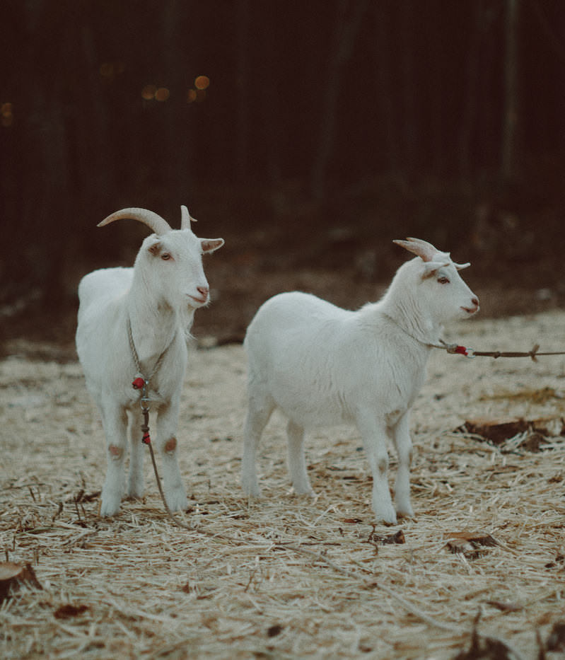 天神岬公園で飼育されている白いヤギ2頭が砂地に立っている
