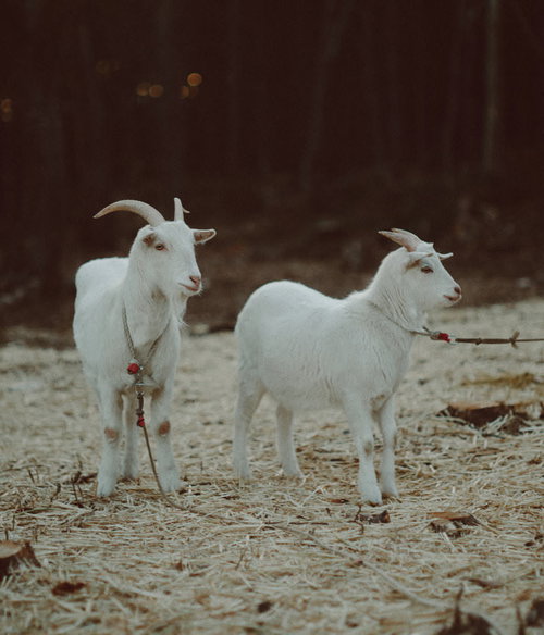 天神岬公園の白いヤギ2頭