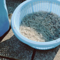 小魚界の女王と呼ばれる請戸漁港のシラウオの写真