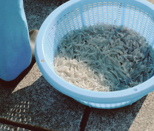 小魚界の女王と呼ばれる請戸漁港のシラウオ