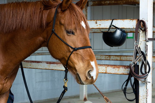 南相馬市馬事公苑の黒いハルターを付けた栗毛の馬