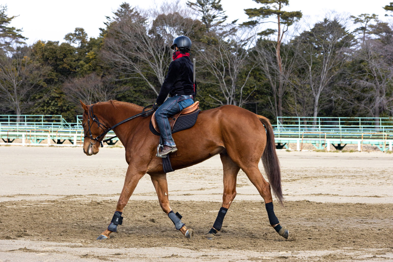 南相馬市馬事公苑で茶色い馬に乗り、乗馬訓練をする人