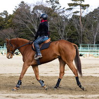 南相馬市馬事公苑で乗馬訓練する人のジーンズ姿の写真