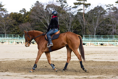 南相馬市馬事公苑で乗馬訓練する人のジーンズ姿