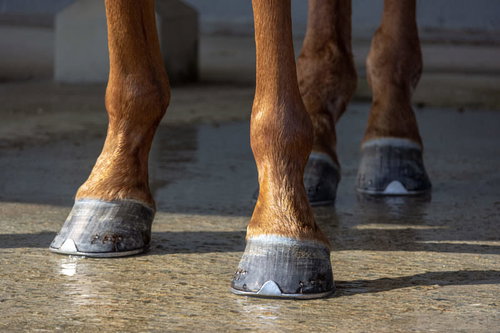 南相馬市馬事公苑で撮影した馬の蹄と蹄鉄の詳細