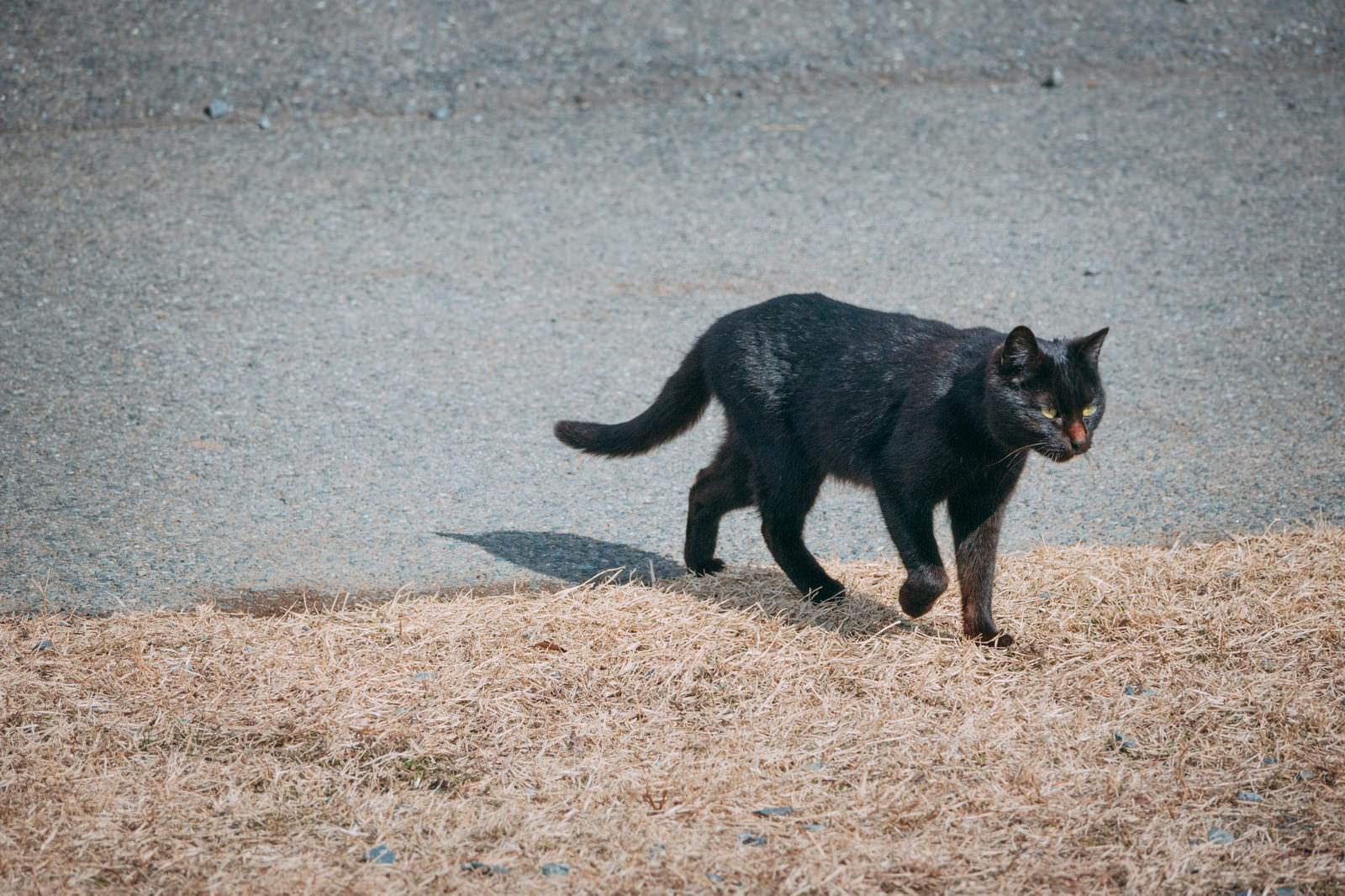 南相馬市馬事公苑の砂地を歩く黒猫が前方を向いている