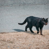 南相馬市馬事公苑に住み着く黒猫が砂地を歩くの写真