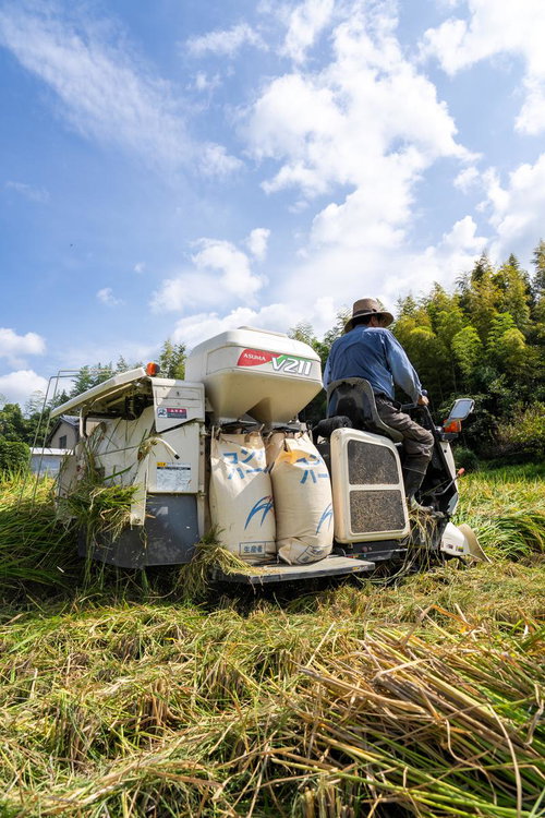 実りの秋、農機具で稲を収穫する農家の作業風景