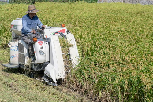 コンバインで稲を刈り取る農家の稲刈り作業