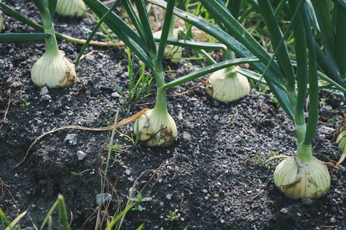 畑で育つ玉ねぎの株 - 白い球根と緑の葉が成長する野菜栽培の様子