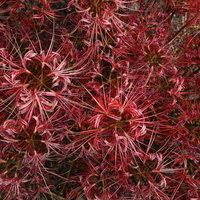 枯れかけた彼岸花の群生、秋の花畑に咲く赤い花々の写真