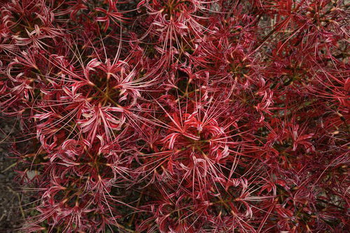 枯れかけた彼岸花の群生、秋の花畑に咲く赤い花々
