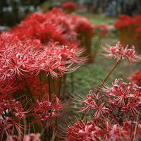 すこし色褪せてきた彼岸花の群生、秋の花畑に咲く赤橙色の放射状の花々の写真