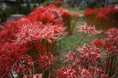 すこし色褪せてきた彼岸花の群生、秋の花畑に咲く赤橙色の放射状の花々